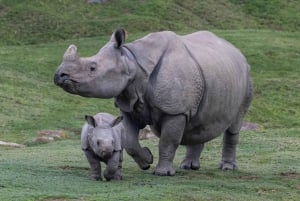 Ticket de acceso de 2 días al Zoo y Safari Park de San Diego