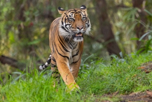 Ticket de acceso de 2 días al Zoo y Safari Park de San Diego