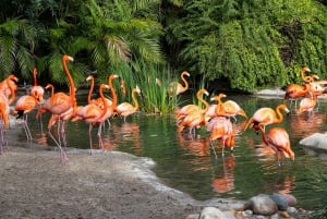 Ticket de acceso de 2 días al Zoo y Safari Park de San Diego