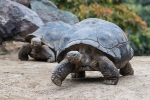 Ticket de acceso de 2 días al Zoo y Safari Park de San Diego