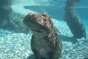 Ticket de acceso de 2 días al Zoo y Safari Park de San Diego