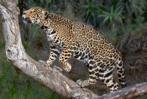 Ticket de acceso de 2 días al Zoo y Safari Park de San Diego