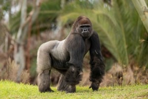 Однодневный билет в сафари-парк Сан-Диего