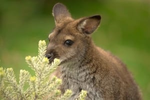 Однодневный билет в сафари-парк Сан-Диего