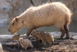 Однодневный билет в сафари-парк Сан-Диего