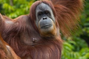 Однодневный билет в сафари-парк Сан-Диего