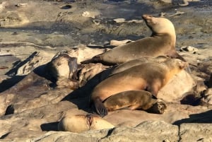 La Jolla-turen