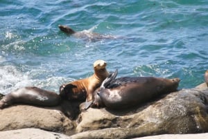 The San Diego Highlights Tour