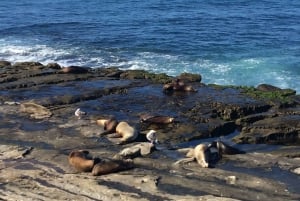 The San Diego Highlights Tour