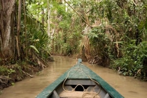 Puerto Maldonado: Macaw Clay Lick 4-dniowa wycieczka i zakwaterowanie