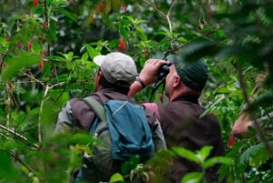 Puerto Maldonado: Macaw Clay Lick 4-Tages-Tour & Unterkunft