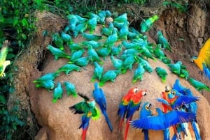 Puerto Maldonado: Macaw Clay Lick 4-Day Tour & Accommodation