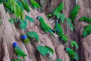 Puerto Maldonado: Macaw Clay Lick 4-Day Tour & Accommodation: Macaw Clay Lick 4-Day Tour & Accommodation