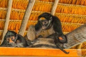 Puerto Maldonado : Circuit de 4 jours à Macaw Clay Lick et hébergement