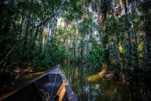 Puerto Maldonado: Macaw Clay Lick 4-dniowa wycieczka i zakwaterowanie