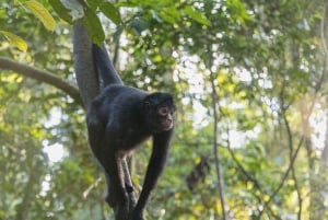 Puerto Maldonado: Macaw Clay Lick 4-dages tur og indkvartering