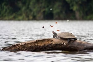 Puerto Maldonado: Macaw Clay Lick 4-dniowa wycieczka i zakwaterowanie