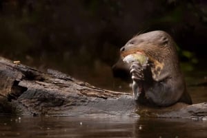 Puerto Maldonado: Macaw Clay Lick 4-dniowa wycieczka i zakwaterowanie