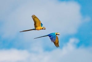 Puerto Maldonado: Macaw Clay Lick 4-Day Tour & Accommodation: Macaw Clay Lick 4-Day Tour & Accommodation