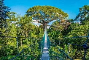 Puerto Maldonado : Circuit de 4 jours à Macaw Clay Lick et hébergement