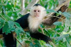 Puerto Maldonado : Circuit de 4 jours à Macaw Clay Lick et hébergement