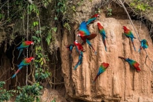 プエルト マルドナド: コンゴウインコ クレイ リック 4 日間ツアー & 宿泊