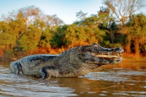 Puerto Maldonado: Macaw Clay Lick 4-daagse tour & accommodatie