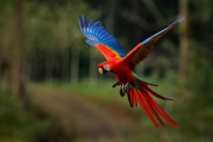 Puerto Maldonado: Macaw Clay Lick 4-dniowa wycieczka i zakwaterowanie