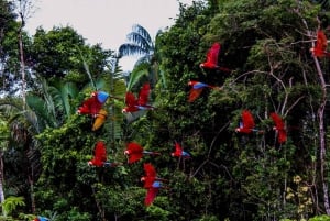 Puerto Maldonado: Macaw Clay Lick 4-daagse tour & accommodatie