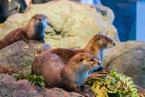 Visita VIP al Acuario de la Bahía