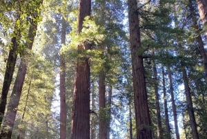 Best of SF: Wine Country, Redwoods, and Hop-on Hop-off Tour