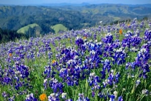 CUSTOM PHOTO ADVENTURES TO THE BAY AREA'S MOST EPIC SCENERY