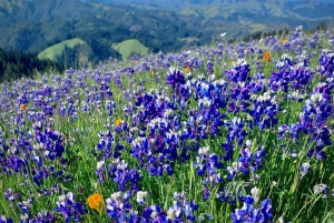 CUSTOM PHOTO ADVENTURES TO THE BAY AREA'S MOST EPIC SCENERY