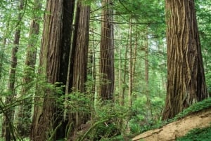 Da Seattle alla California: parchi nazionali e viaggio lungo la costa