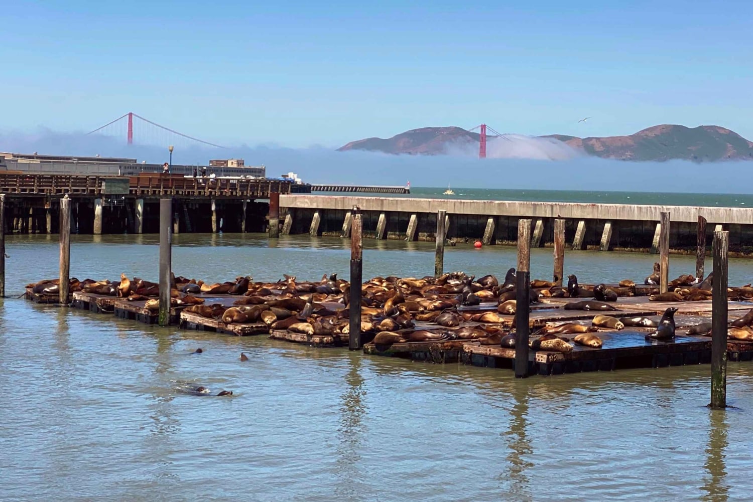 Fisherman’s Wharf Highlights Tour + Golden Gate Bay Voyage