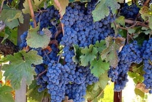 Från Napa: St. Helena Wine Tour med provsmakningar