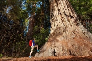 Z San Francisco: 3-dniowa wycieczka autobusem do Parku Narodowego Yosemite