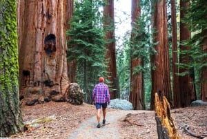 De SF: excursão de um dia a Alcatraz, visita a Muir Woods e degustação de vinhos