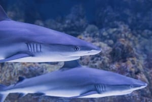 Alcatraz: tour di Muir Woods e Sausalito con acquario