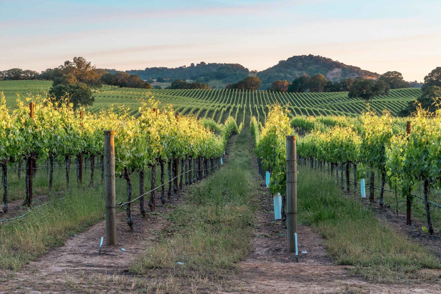 From San Francisco: Guided Napa & Sonoma Wine Country Tour
