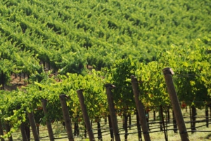 Z San Francisco: Benziger's Wine Wonderland Tour