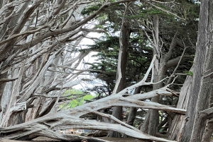 Depuis San Francisco : Visite privée de Carmel, Monterey et Big Sur