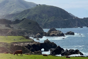 Depuis San Francisco : Visite privée de Carmel, Monterey et Big Sur