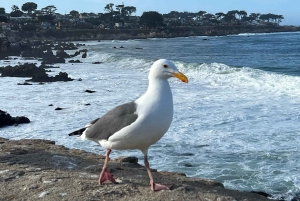 Depuis San Francisco : Visite privée de Carmel, Monterey et Big Sur