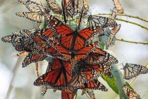 Depuis San Francisco : Visite privée de Carmel, Monterey et Big Sur