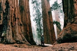 Fra San Francisco: Curry Village 2-dages tur i nationalparken