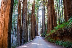 From San Francisco: Highway 1 Self-Drive Audio Tour