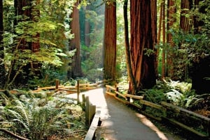 Vanuit San Francisco: Muir Woods en Sausalito halve dagtrip