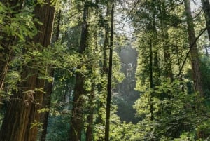 From San Francisco: Muir Woods National Monument Guided Tour