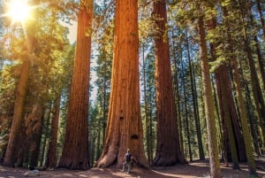 From San Francisco: Muir Woods National Monument Guided Tour